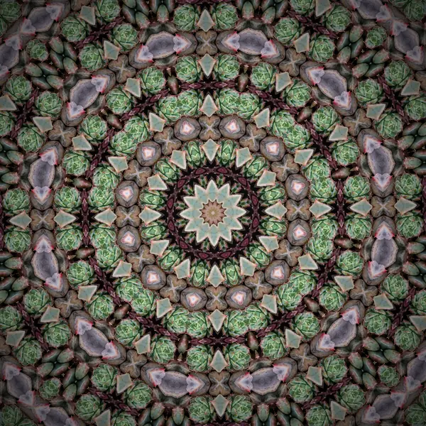 Sukulentler — Radyal · 12